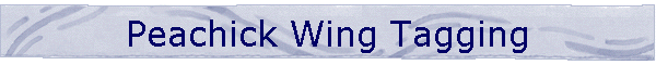 Peachick Wing Tagging