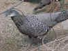 Greypeacockpheasantmale.jpg (92697 bytes)