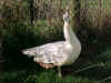 BS peahen right side view.jpg (99985 bytes)