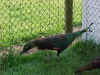 Breederhen1.jpg (122936 bytes)