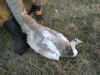 08_Cameo_pied_white_eyed_hen.jpg (62916 bytes)