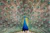 Bluepeacock.jpg (210154 bytes)