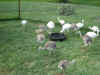 09_hatch_rhea_chicks.jpg (115777 bytes)