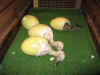 Rhea_chicks_hatching.jpg (42727 bytes)