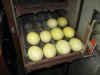 Rhea_eggs_in_the_incubator.JPG (35621 bytes)