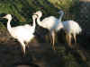 White_rhea_chicks_2_months_090908.jpg (54121 bytes)