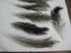 Grey_rhea_black__and_grey_wing_cover_feathers.jpg (35299 bytes)